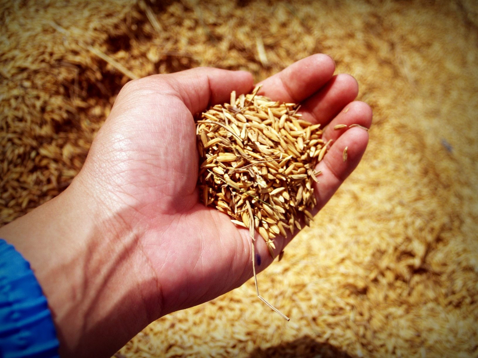 Read more about the article Grain production