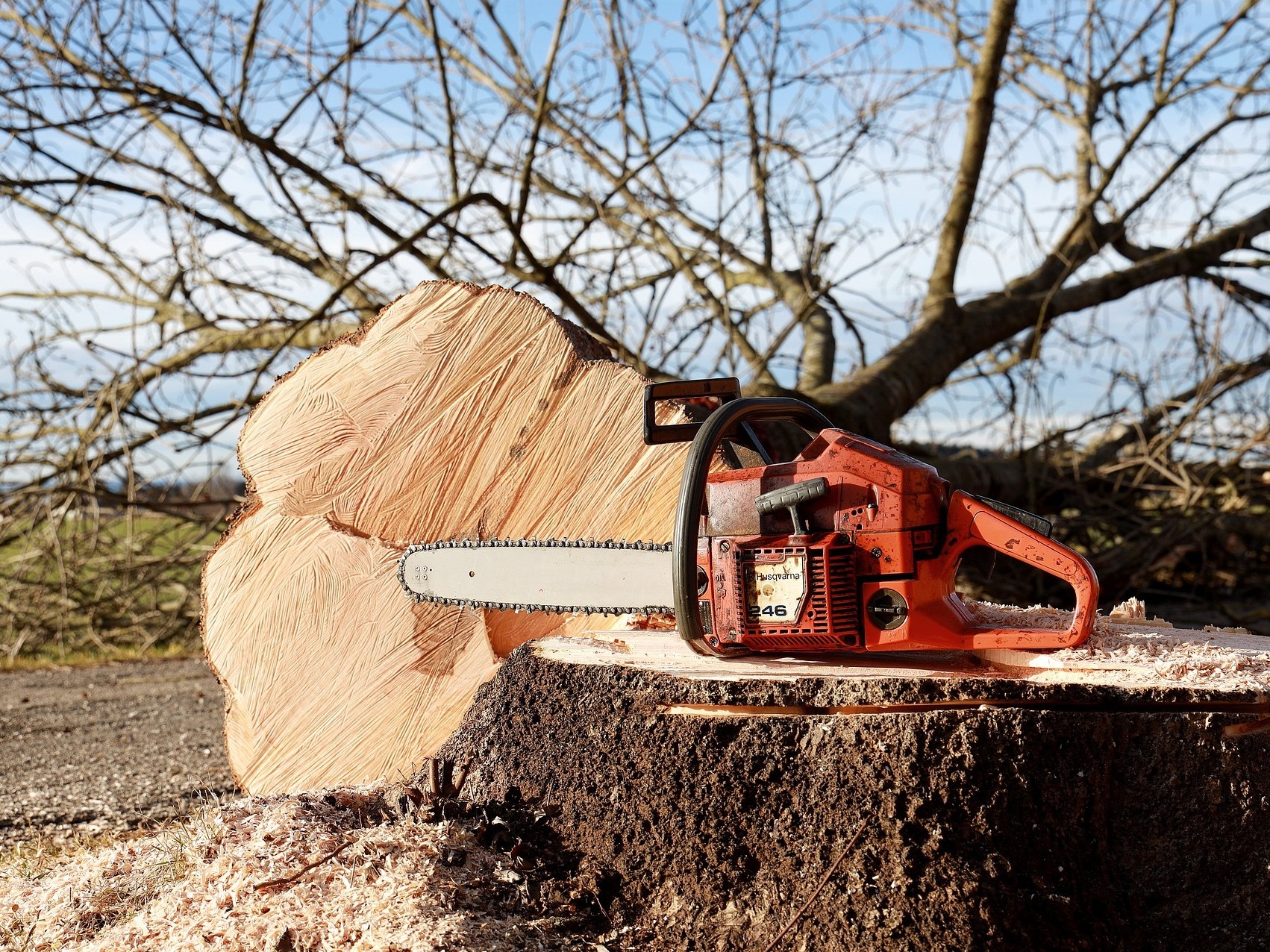 Read more about the article Wood harvesting